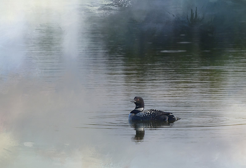 A Glide Through Quiet by Darlene Perkin